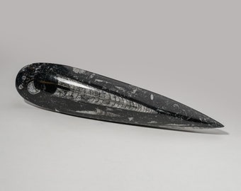 化石 オルソセラス アンモナイト オルソセラスとアンモナイトの化石石彫刻ディスプレイ用天然本物化石