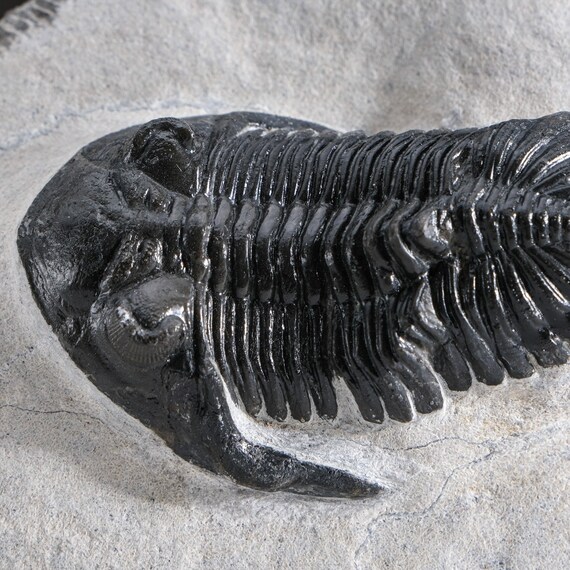 モロッコ産の三葉虫、ホラドプス・メサクリスタタ（348グラム
