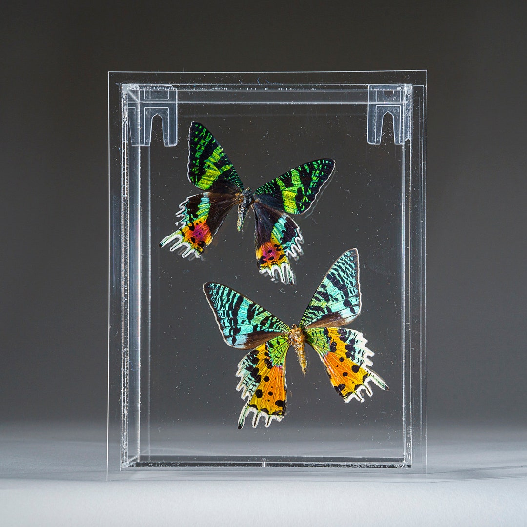 Cage à Papillons Et Insectes – Mesh Cylindrique Transparent – Double Fermeture éclair – 31,5 X 31,5 X 40 Cm – Accessoire De Jardinage Et Observation