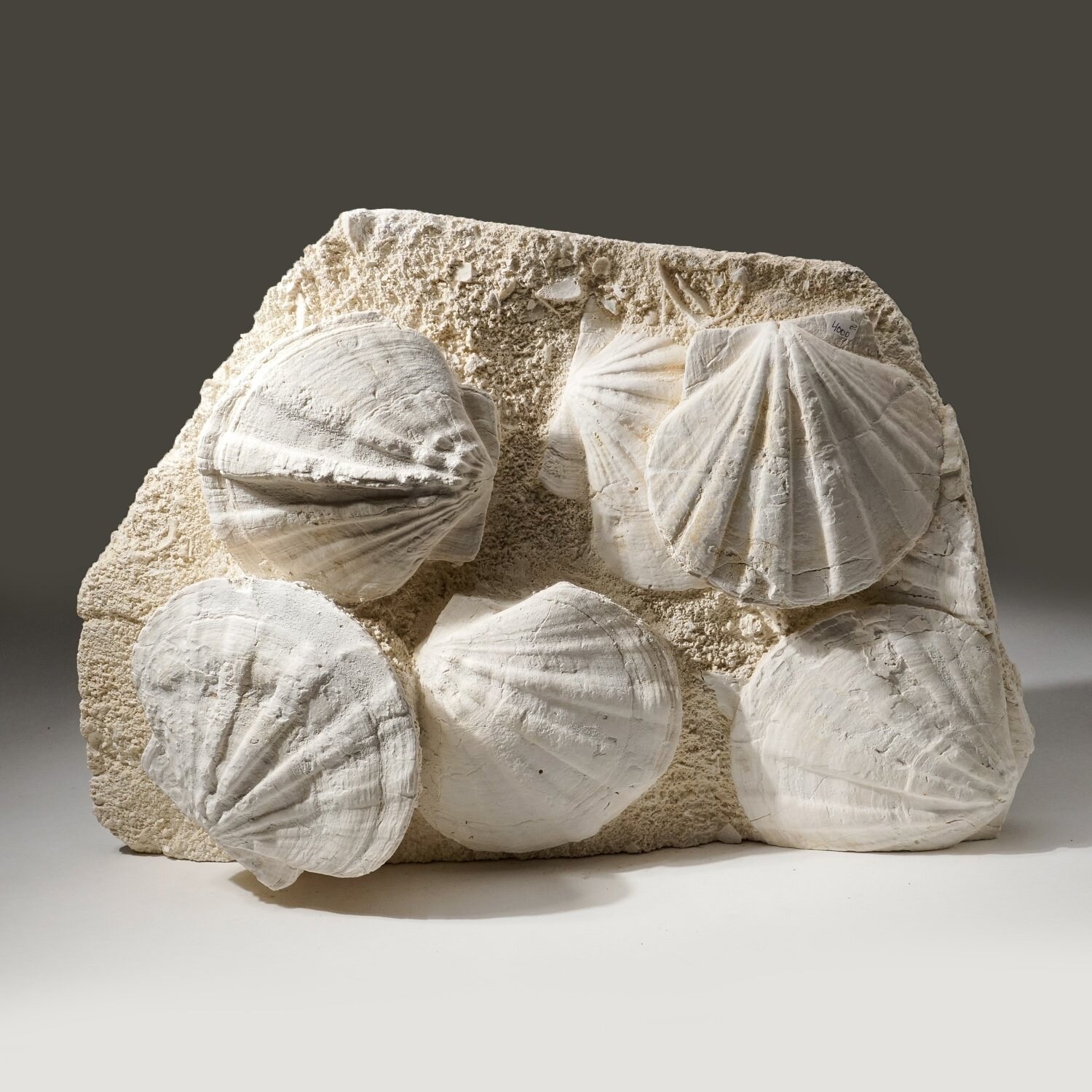 Giant Pre Historic Sea Scallops in Matrix 25.4 lbs Etsy