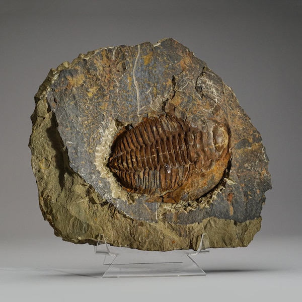 Genuine Trilobite (Ptychopariida) fossil on Matrix with acrylic display stand (16.5 lbs)) - TRI10