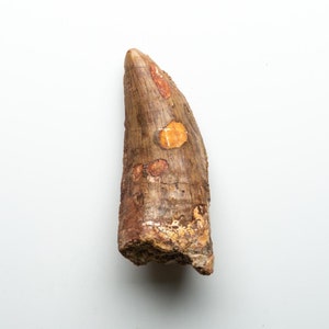 Genuine Natural Large Carcharodontosaurus Dinosaur Tooth