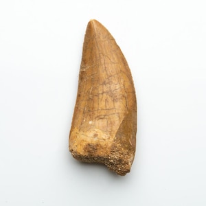 Genuine Natural Large Carcharodontosaurus Dinosaur Tooth