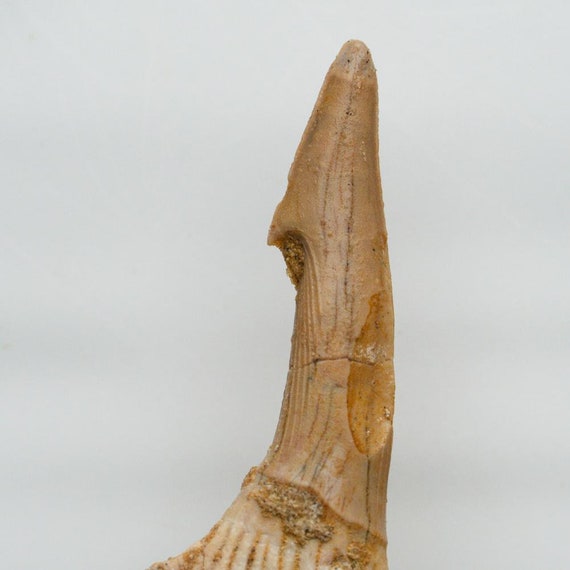 SFT-26 14.3 grams Genuine Natural Sawfish Tooth