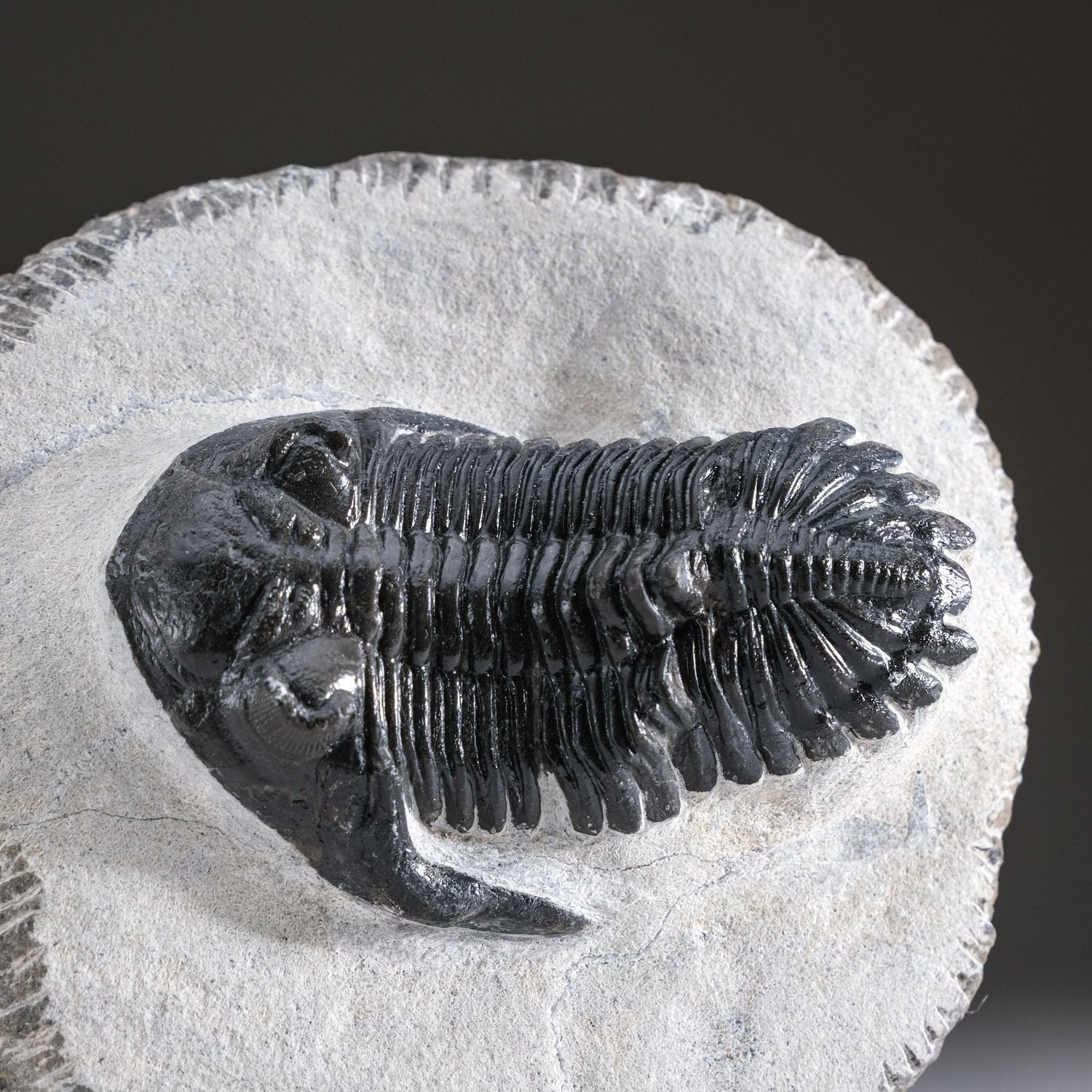 三葉虫モロッコ①ホラドプスhollardops Burtandmimiae モロッコ産デボン紀の三葉虫、ホラルドプス・ハイフィンケリ