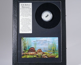 Fósil de cueva del Pérmico en caja de exposición