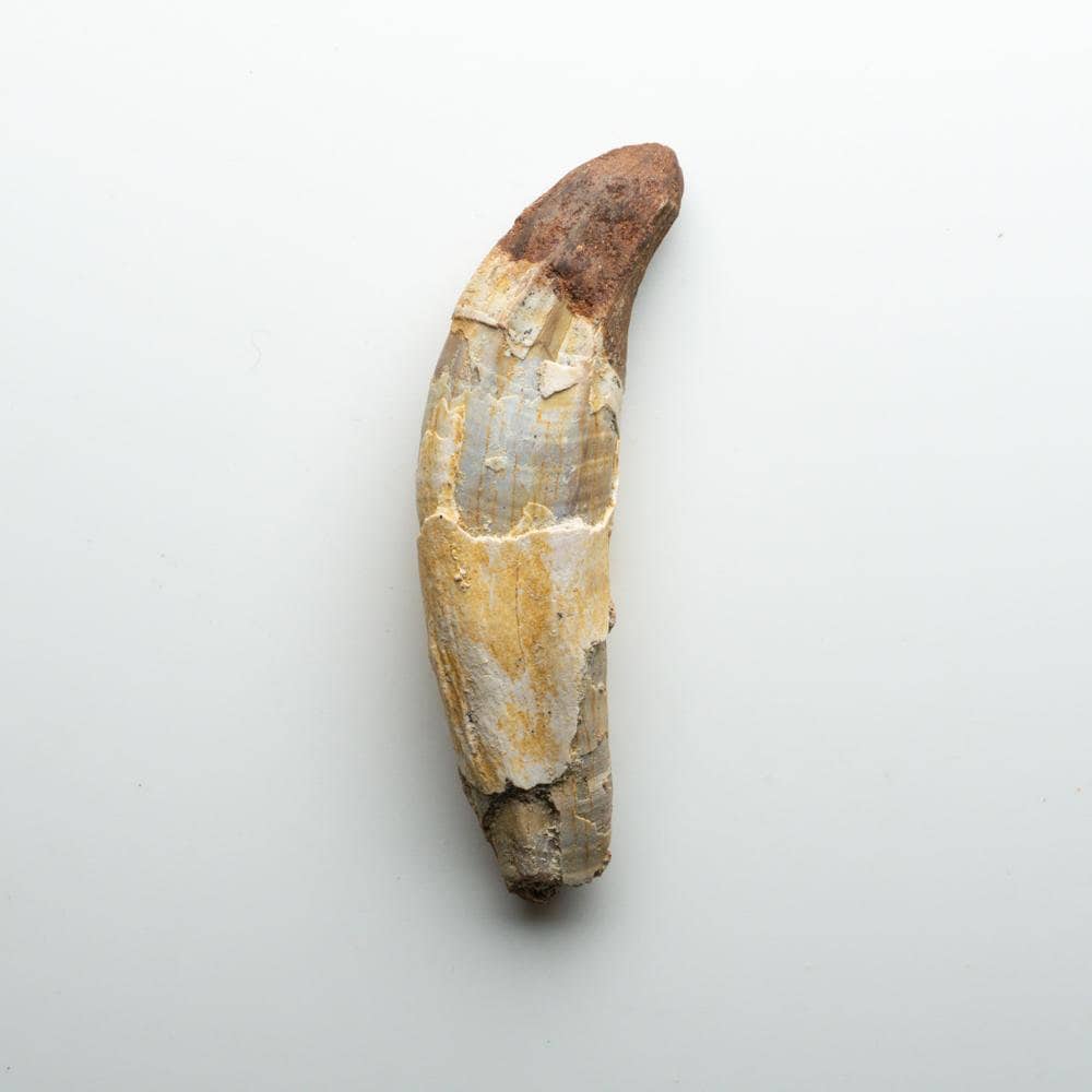 本物の天然スピノサウルス恐竜の歯 - DT11 - Etsy 日本