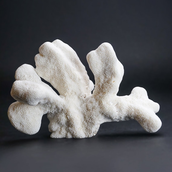 Genuine White Cat's Paw Coral 3 Lbs CPC45 Etsy