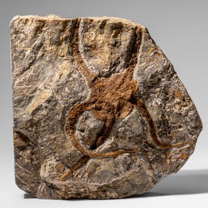 Fósil auténtico de estrella de mar quebradiza (2,35 libras) imagen 6