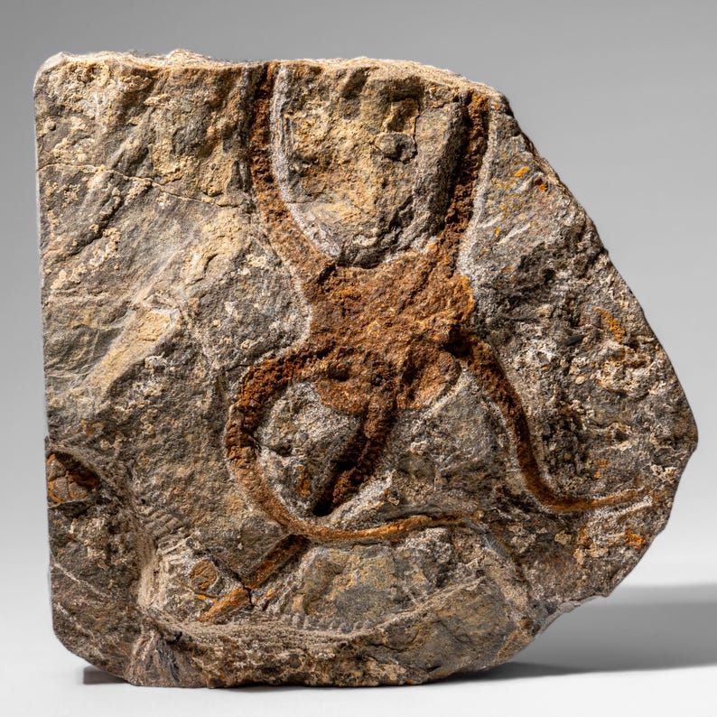 Fósil auténtico de estrella de mar quebradiza (2,35 libras) imagen 6