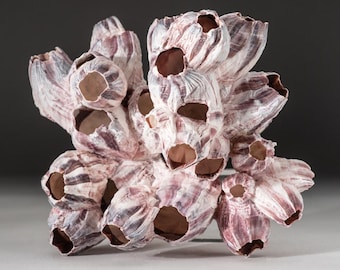 Natural Purple Acorn Barnacle Cluster (.8 lbs)