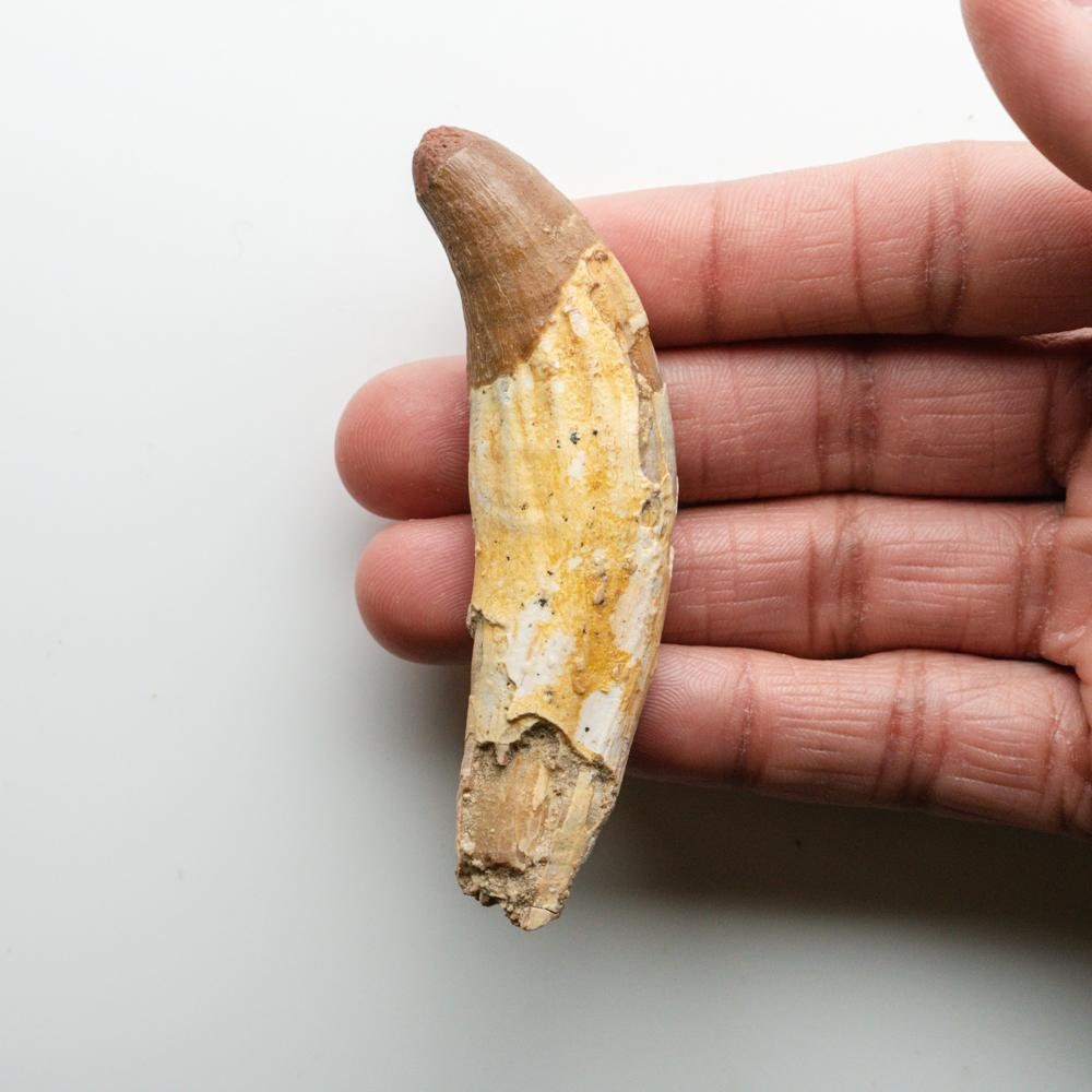 本物の天然スピノサウルス恐竜の歯 - DT11 - Etsy 日本