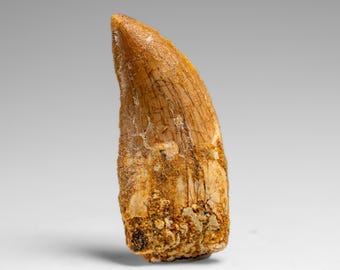 カルカロドントサウルスの歯の展示、実物の化石、白亜紀の恐竜、1億500