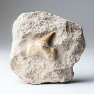 Genuine Pre-Historic Shark Tooth Fossil on Matrix