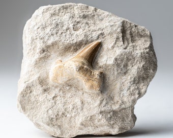 Genuine Pre-Historic Shark Tooth Fossil on Matrix