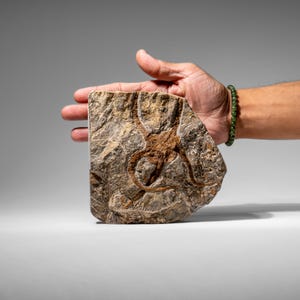 Fósil auténtico de estrella de mar quebradiza (2,35 libras) imagen 3