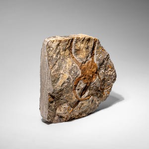 Fósil auténtico de estrella de mar quebradiza (2,35 libras) imagen 4