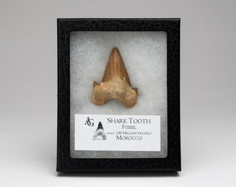 Diente de tiburón prehistórico genuino en caja expositora - FST