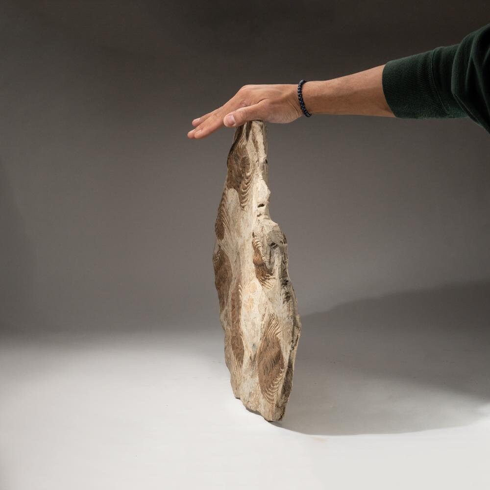 モロッコ産セレノペルティス三葉虫 - Etsy 日本