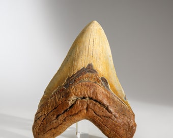 Genuine Megalodon Shark Tooth in Display Box (344.7 grams)