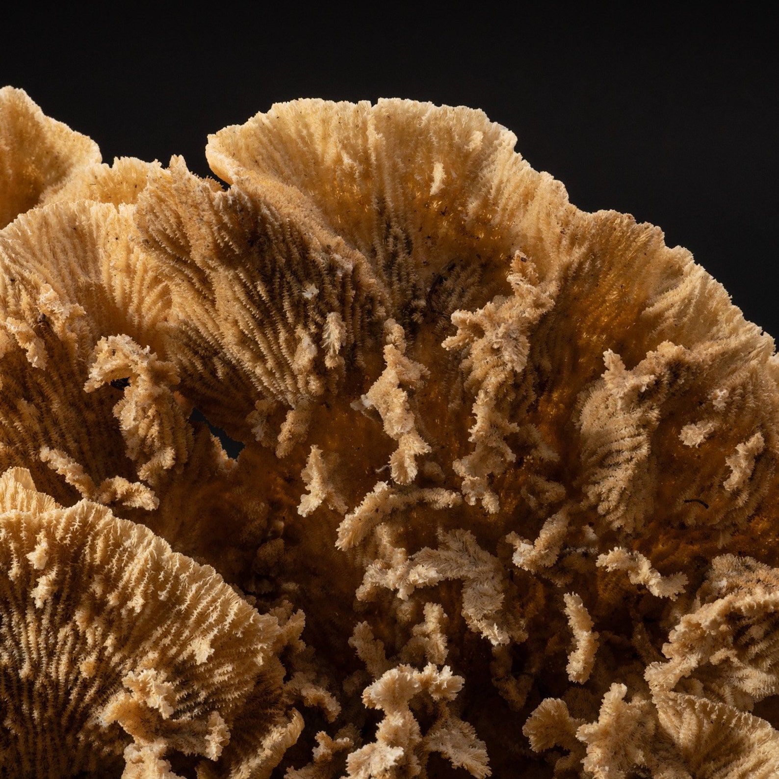 Genuine Lettuce Coral 3.8 lbs Etsy