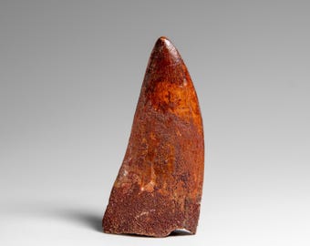 カルカロドントサウルスの歯の展示、実物の化石、白亜紀の恐竜、1億500