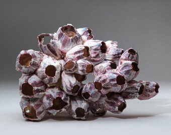 Natural Purple Acorn Barnacle Cluster (1.7 lbs) PBC61