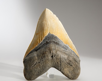 Genuine Megalodon Shark Tooth in Display Box (345 grams)