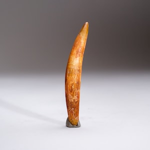 Genuine Carcharodontosaurus Tooth in Display Box (26 grams)