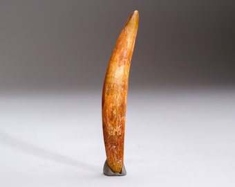 本物のクリプトプス恐竜の歯の化石 - アベリサウルス科 | エルラズ層