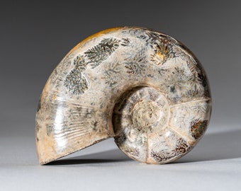 本物のファコピダ三葉虫化石（32.6 グラム） - Etsy 日本