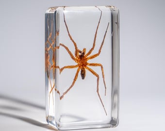 ルーサイト製の本物の小さなクモ - Etsy 日本