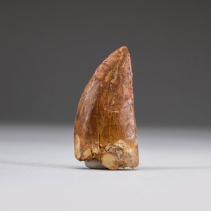 Genuine Carcharodontosaurus Tooth in Display Box (11 grams)