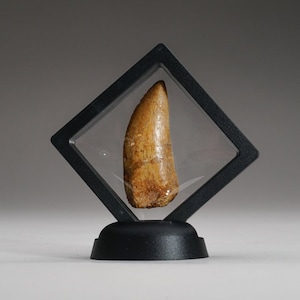 Genuine Carcharodontosaurus Tooth in Display Box (15.7 grams)