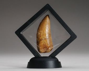 本物のメガロサウルス恐竜の歯の化石 - メガロサウルス科 | エルラズ層