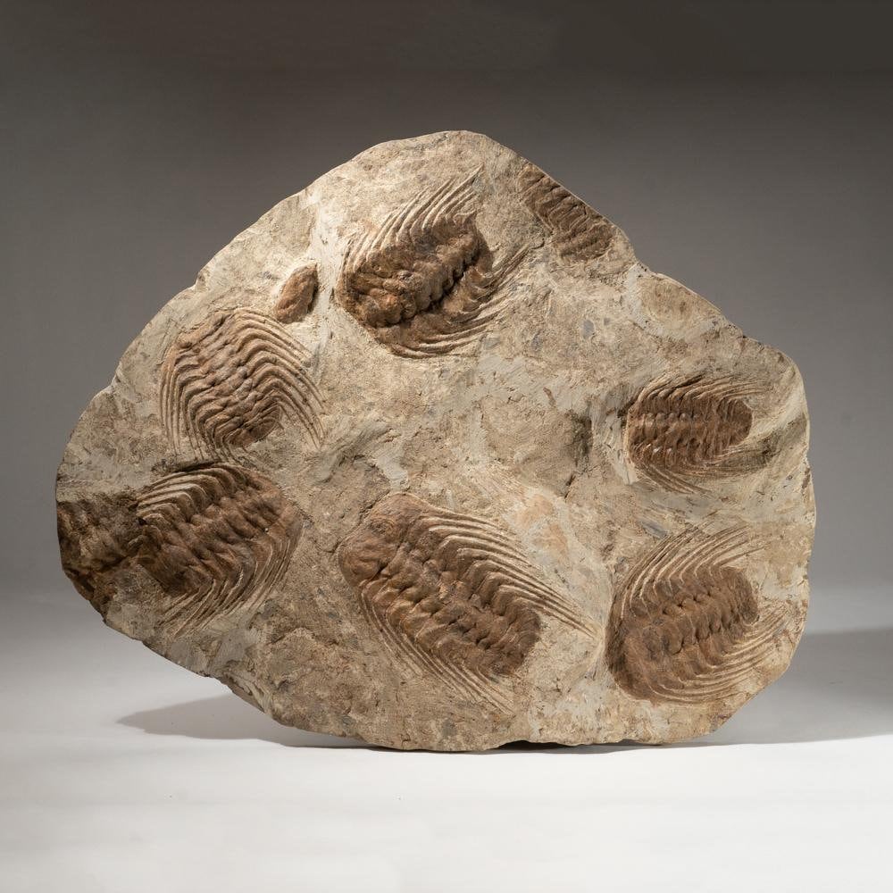 Selenopeltis Trilobite From Morocco