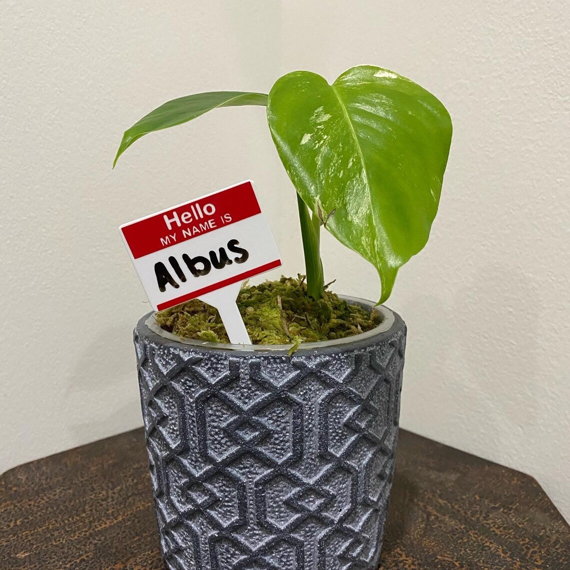 Plant name tags Etsy