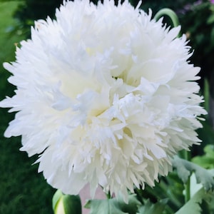 White Double Poppy Seeds (100+ Seeds)