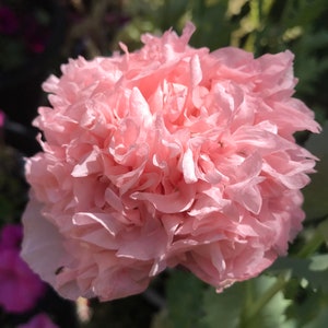 Semillas de amapola peonía rosa - Doble floración