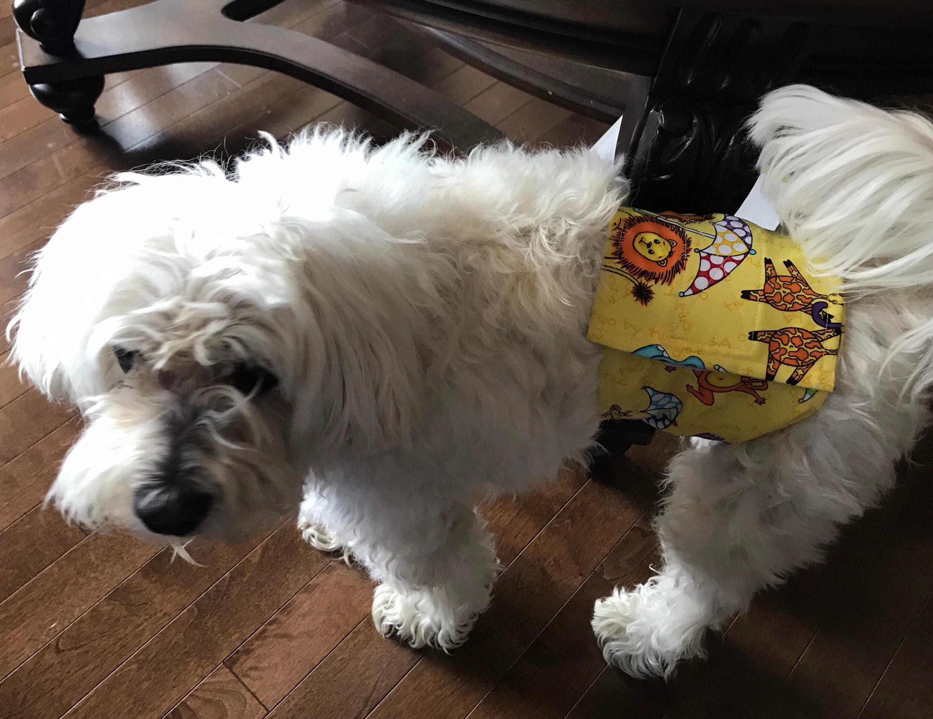 What Is A Dog Belly Band