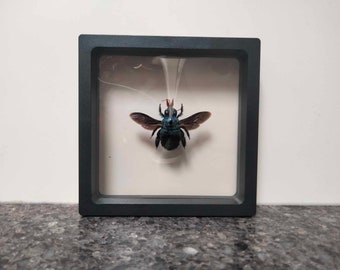 Blue Carpenter Bee - In a Floating Frame