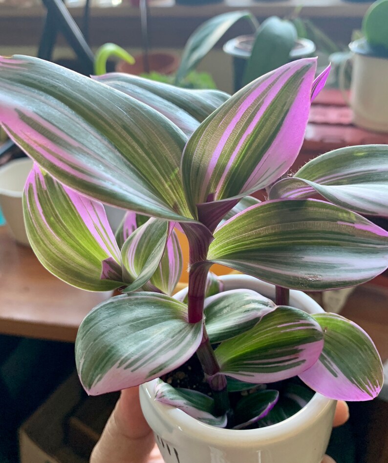 Rare Nanouk Pink Tradescantia Plant Etsy