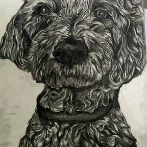 Charcoal Pet Portraits