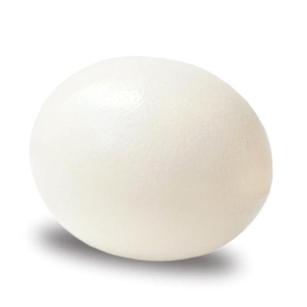 Ostrich A Grade Eggshell