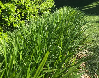 30 Liriope  Muscari   Lilyturfs