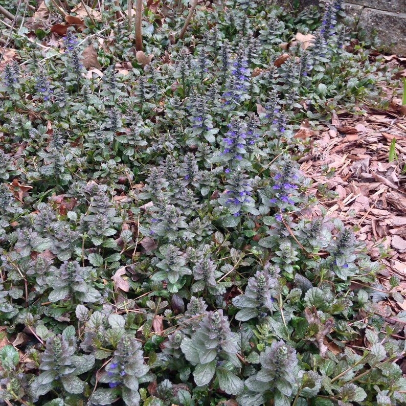 5 Ajuga Ground Covers Etsy