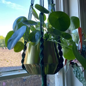 May include: A green macrame plant hanger with a gold metal pot and a leafy green plant hanging in a window.
