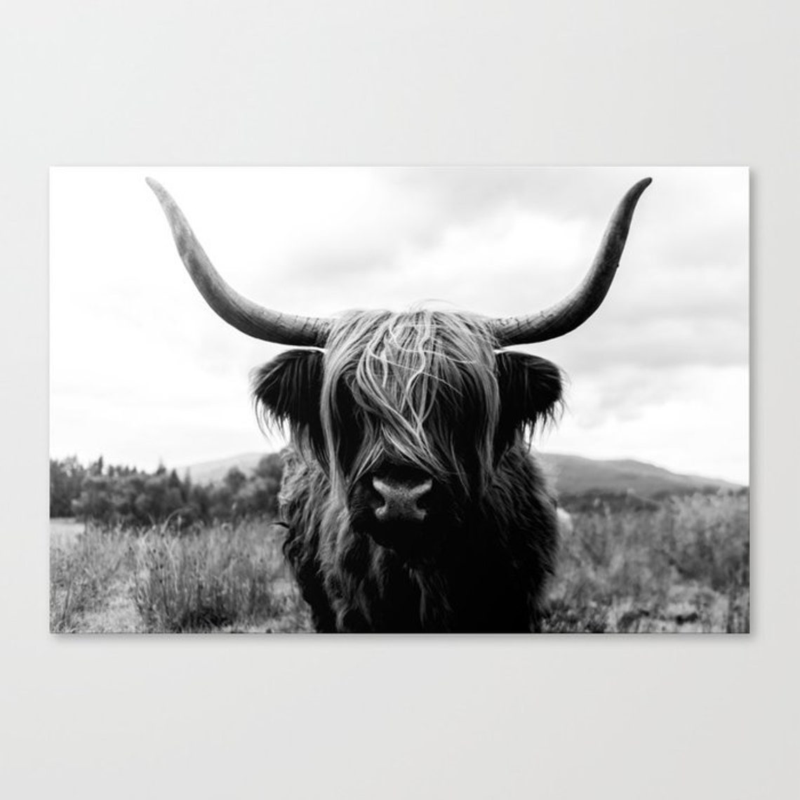 Scottish Highland Cattle Black and White Animal Canvas Print Etsy