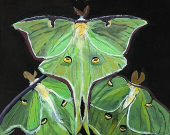 Lunar Moths