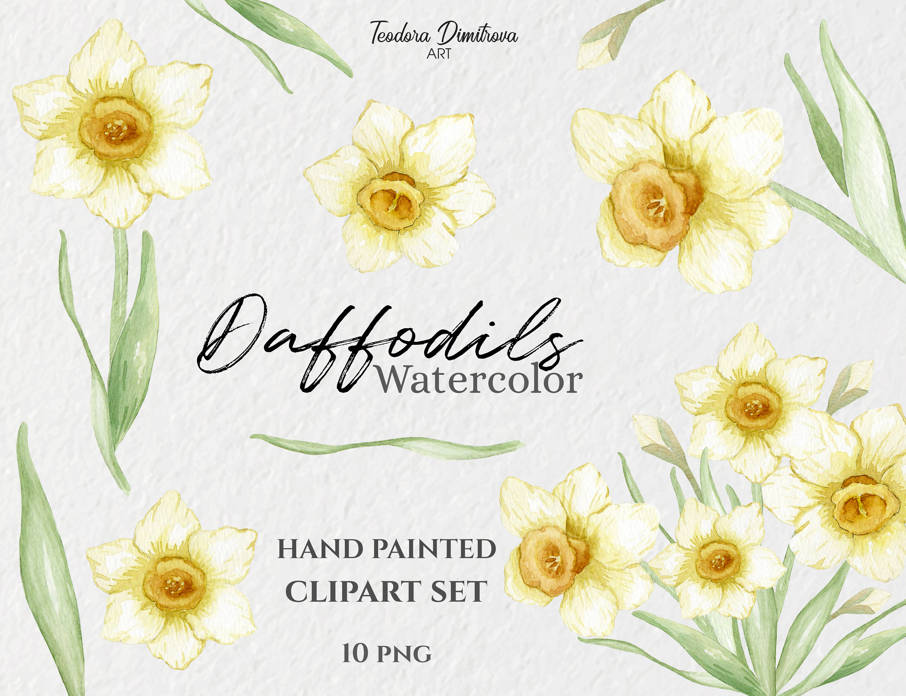 Watercolor Clipart Daffodil Flowers PNG | Hand Painted Clipart ...